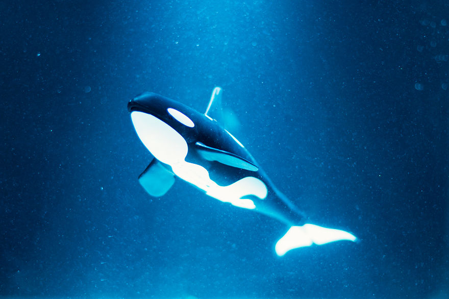 I Created Wildlife Photography In My Room!