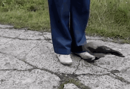 73 Pics That Prove Corvids Are The Biggest Baddasses In The Animal Kingdom 73 Pics That Prove Corvids Are The Biggest Baddasses In The Animal Kingdom