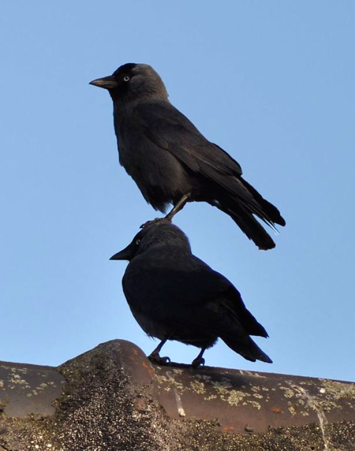 73 Pics That Prove Corvids Are The Biggest Baddasses In The Animal Kingdom 73 Pics That Prove Corvids Are The Biggest Baddasses In The Animal Kingdom