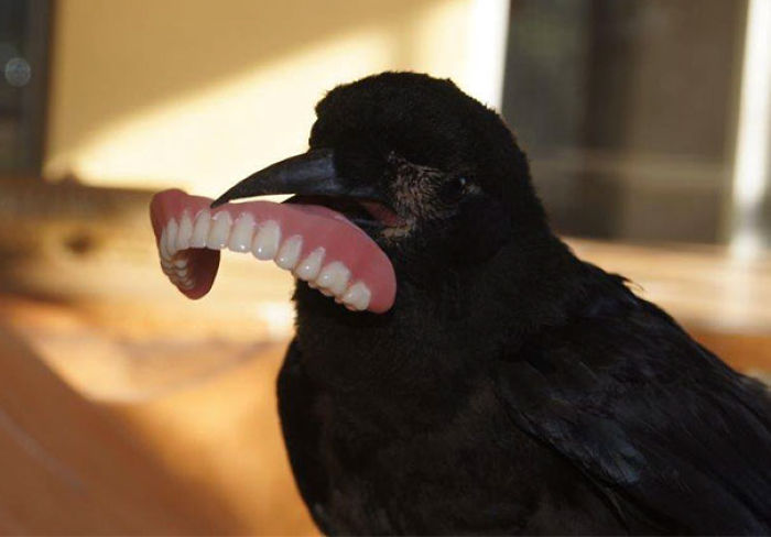 73 Pics That Prove Corvids Are The Biggest Baddasses In The Animal Kingdom 73 Pics That Prove Corvids Are The Biggest Baddasses In The Animal Kingdom