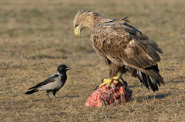 73 Pics That Prove Corvids Are The Biggest Baddasses In The Animal Kingdom 73 Pics That Prove Corvids Are The Biggest Baddasses In The Animal Kingdom