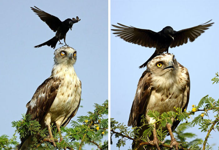 73 Pics That Prove Corvids Are The Biggest Baddasses In The Animal Kingdom 73 Pics That Prove Corvids Are The Biggest Baddasses In The Animal Kingdom