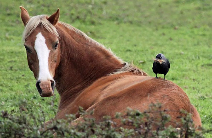 73 Pics That Prove Corvids Are The Biggest Baddasses In The Animal Kingdom 73 Pics That Prove Corvids Are The Biggest Baddasses In The Animal Kingdom