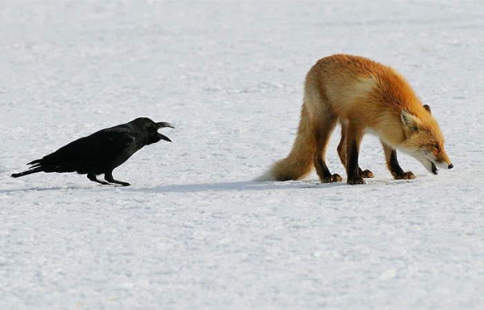 73 Pics That Prove Corvids Are The Biggest Baddasses In The Animal Kingdom 73 Pics That Prove Corvids Are The Biggest Baddasses In The Animal Kingdom