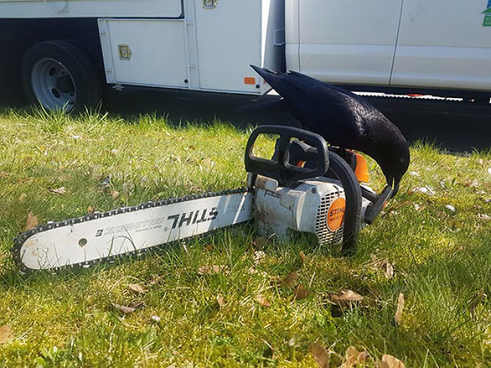 73 Pics That Prove Corvids Are The Biggest Baddasses In The Animal Kingdom 73 Pics That Prove Corvids Are The Biggest Baddasses In The Animal Kingdom