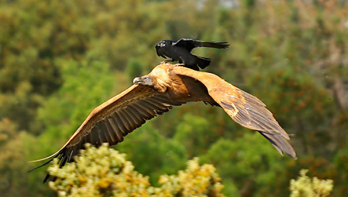73 Pics That Prove Corvids Are The Biggest Baddasses In The Animal Kingdom 73 Pics That Prove Corvids Are The Biggest Baddasses In The Animal Kingdom