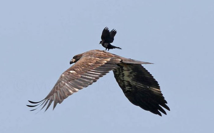 73 Pics That Prove Corvids Are The Biggest Baddasses In The Animal Kingdom 73 Pics That Prove Corvids Are The Biggest Baddasses In The Animal Kingdom