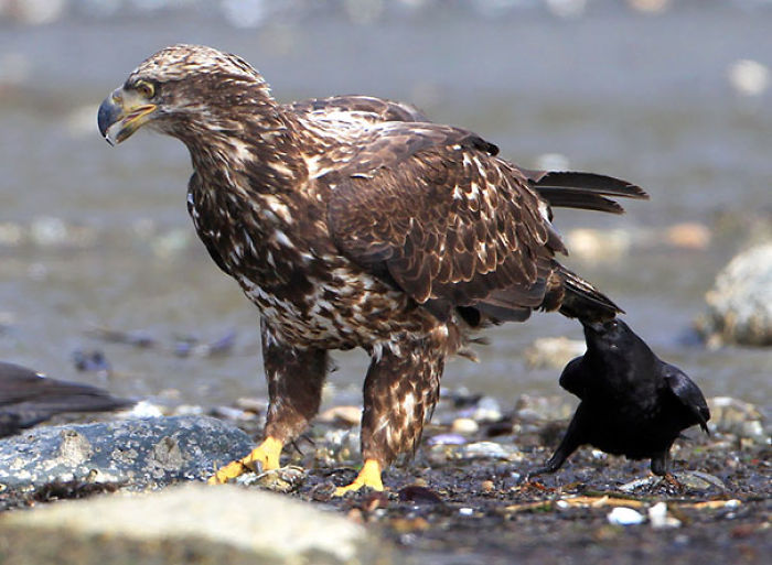 73 Pics That Prove Corvids Are The Biggest Baddasses In The Animal Kingdom 73 Pics That Prove Corvids Are The Biggest Baddasses In The Animal Kingdom