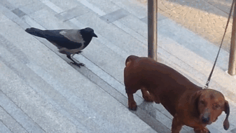 73 Pics That Prove Corvids Are The Biggest Baddasses In The Animal Kingdom 73 Pics That Prove Corvids Are The Biggest Baddasses In The Animal Kingdom