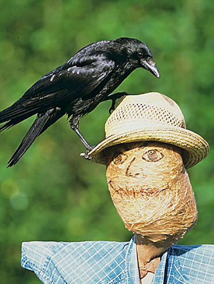 73 Pics That Prove Corvids Are The Biggest Baddasses In The Animal Kingdom 73 Pics That Prove Corvids Are The Biggest Baddasses In The Animal Kingdom