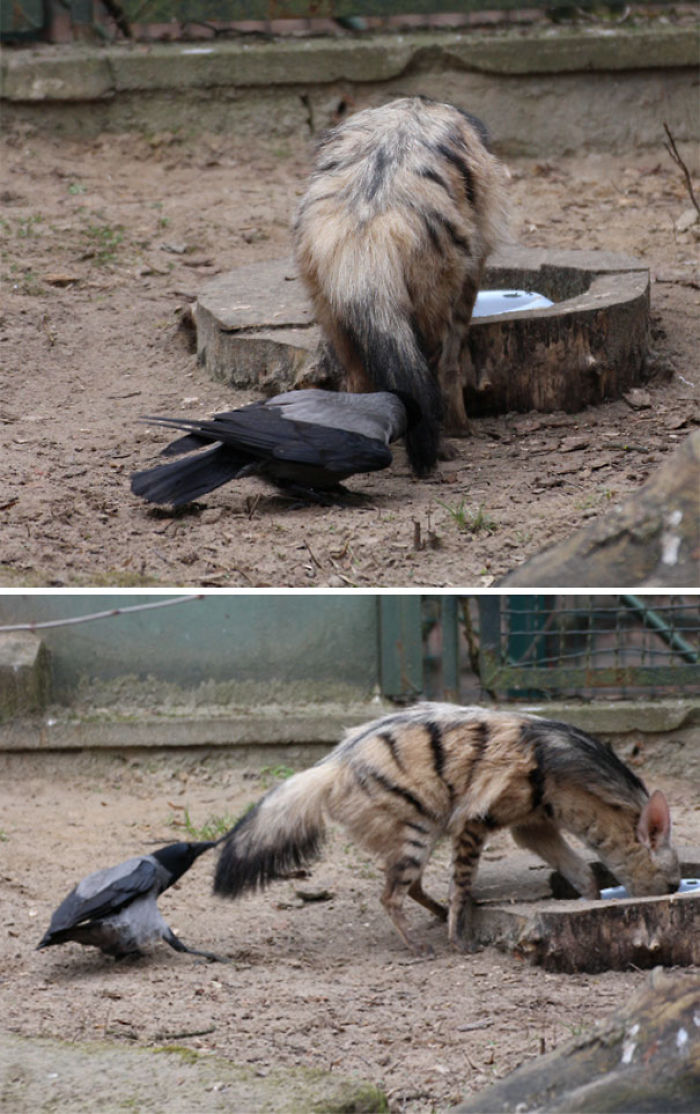 73 Pics That Prove Corvids Are The Biggest Baddasses In The Animal Kingdom 73 Pics That Prove Corvids Are The Biggest Baddasses In The Animal Kingdom