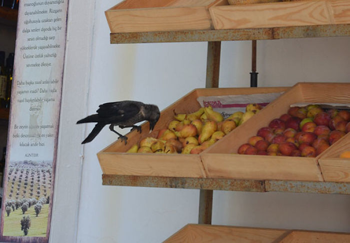 73 Pics That Prove Corvids Are The Biggest Baddasses In The Animal Kingdom 73 Pics That Prove Corvids Are The Biggest Baddasses In The Animal Kingdom