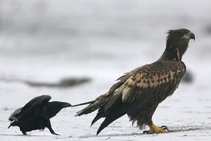 73 Pics That Prove Corvids Are The Biggest Baddasses In The Animal Kingdom 73 Pics That Prove Corvids Are The Biggest Baddasses In The Animal Kingdom