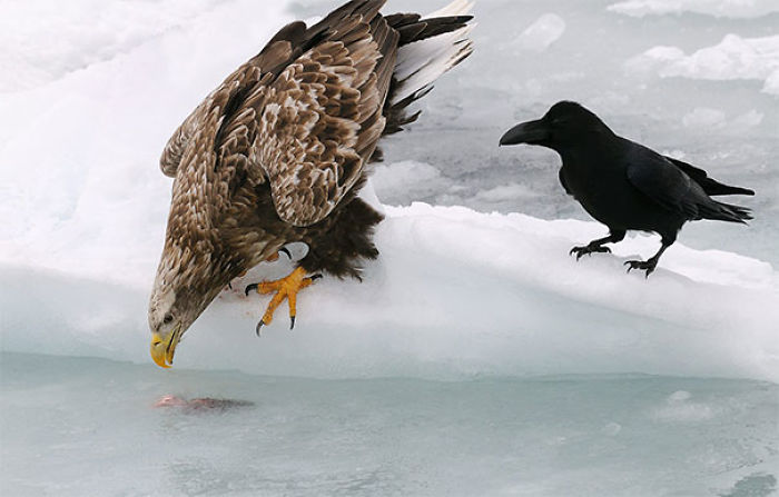 73 Pics That Prove Corvids Are The Biggest Baddasses In The Animal Kingdom 73 Pics That Prove Corvids Are The Biggest Baddasses In The Animal Kingdom