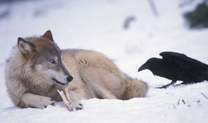 73 Pics That Prove Corvids Are The Biggest Baddasses In The Animal Kingdom 73 Pics That Prove Corvids Are The Biggest Baddasses In The Animal Kingdom