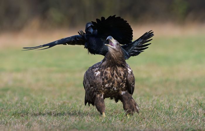 73 Pics That Prove Corvids Are The Biggest Baddasses In The Animal Kingdom 73 Pics That Prove Corvids Are The Biggest Baddasses In The Animal Kingdom