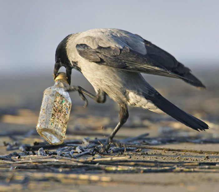 73 Pics That Prove Corvids Are The Biggest Baddasses In The Animal Kingdom 73 Pics That Prove Corvids Are The Biggest Baddasses In The Animal Kingdom