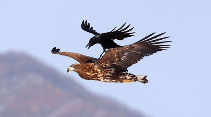 73 Pics That Prove Corvids Are The Biggest Baddasses In The Animal Kingdom 73 Pics That Prove Corvids Are The Biggest Baddasses In The Animal Kingdom