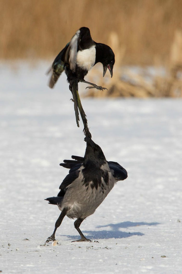 73 Pics That Prove Corvids Are The Biggest Baddasses In The Animal Kingdom 73 Pics That Prove Corvids Are The Biggest Baddasses In The Animal Kingdom