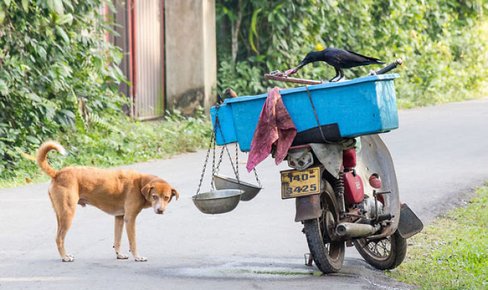 73 Pics That Prove Corvids Are The Biggest Baddasses In The Animal Kingdom 73 Pics That Prove Corvids Are The Biggest Baddasses In The Animal Kingdom