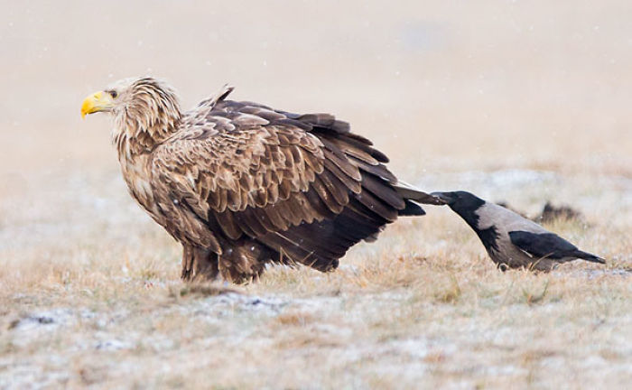 73 Pics That Prove Corvids Are The Biggest Baddasses In The Animal Kingdom 73 Pics That Prove Corvids Are The Biggest Baddasses In The Animal Kingdom
