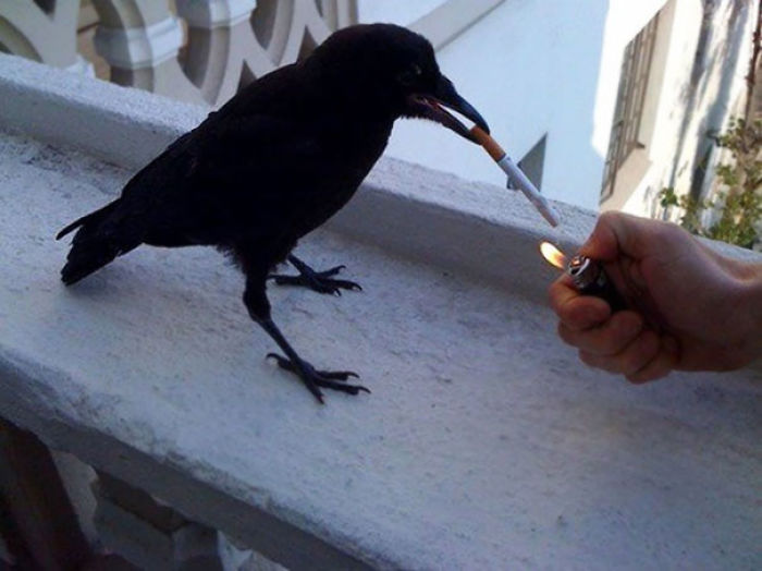 73 Pics That Prove Corvids Are The Biggest Baddasses In The Animal Kingdom 73 Pics That Prove Corvids Are The Biggest Baddasses In The Animal Kingdom