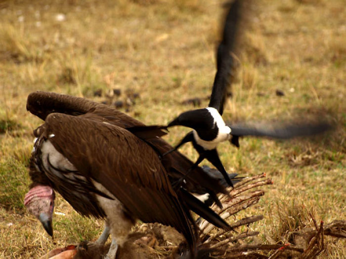 73 Pics That Prove Corvids Are The Biggest Baddasses In The Animal Kingdom 73 Pics That Prove Corvids Are The Biggest Baddasses In The Animal Kingdom