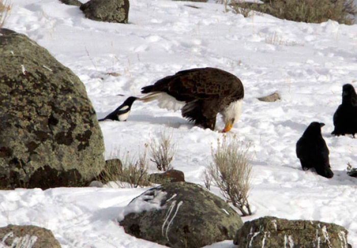73 Pics That Prove Corvids Are The Biggest Baddasses In The Animal Kingdom 73 Pics That Prove Corvids Are The Biggest Baddasses In The Animal Kingdom