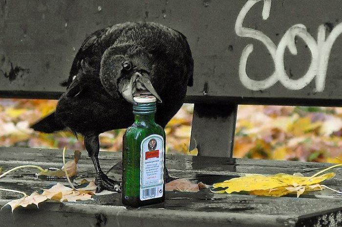 73 Pics That Prove Corvids Are The Biggest Baddasses In The Animal Kingdom 73 Pics That Prove Corvids Are The Biggest Baddasses In The Animal Kingdom