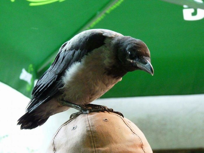73 Pics That Prove Corvids Are The Biggest Baddasses In The Animal Kingdom 73 Pics That Prove Corvids Are The Biggest Baddasses In The Animal Kingdom