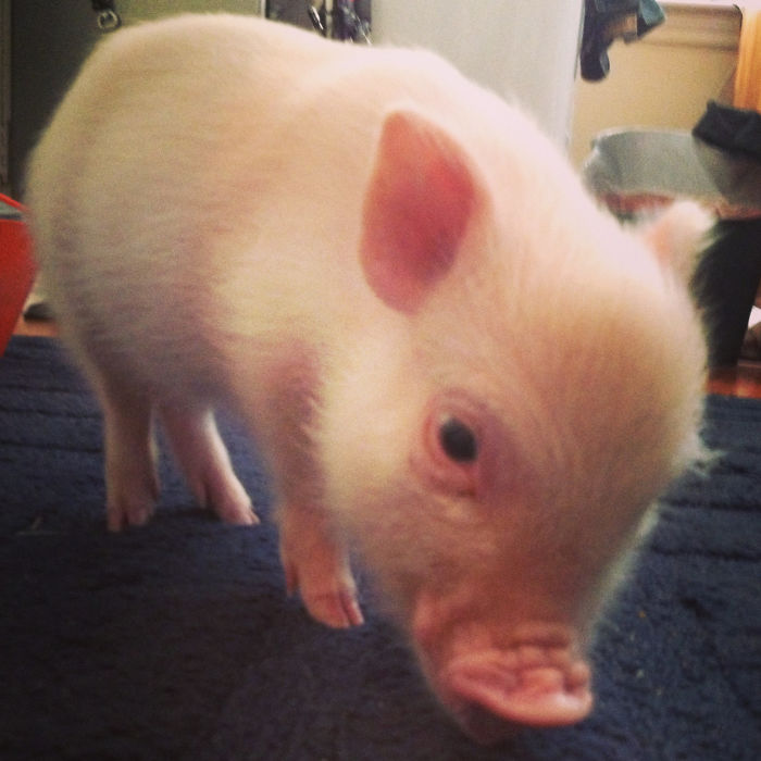 90 Times People Shopped Online While Drunk And Regretted It Deeply