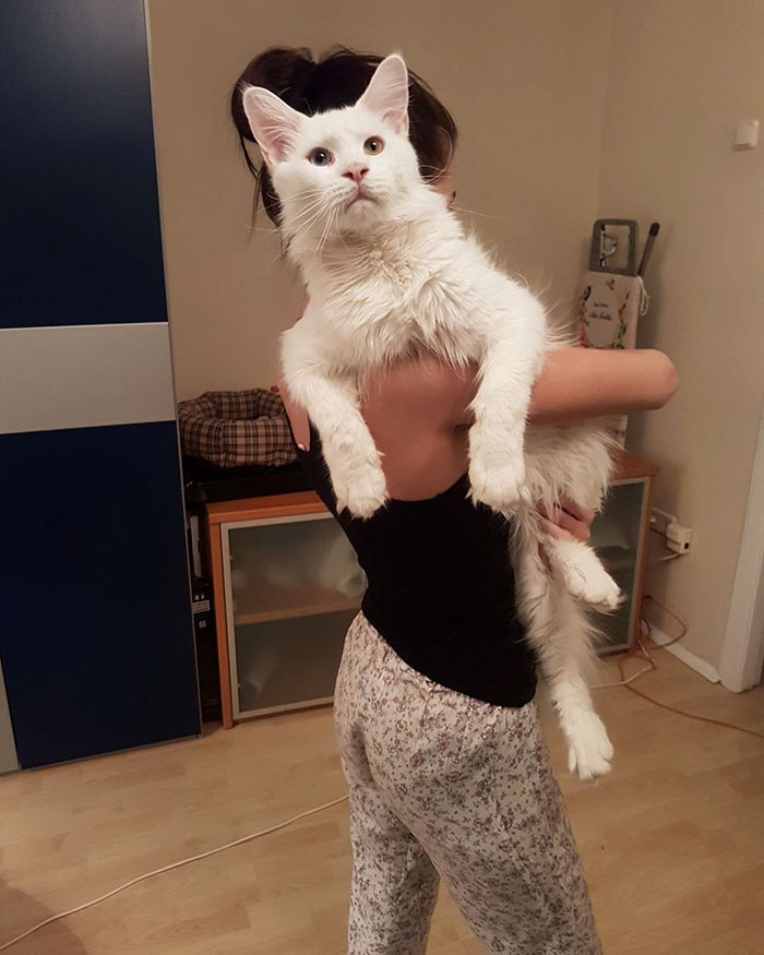 Kitty Grows Up Hugging His Human Every Day, Won’t Stop Even After Becoming A GIANT Kitty Grows Up Hugging His Human Every Day, Won’t Stop Even After Becoming A GIANT