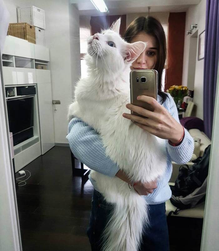 Kitty Grows Up Hugging His Human Every Day, Won’t Stop Even After Becoming A GIANT Kitty Grows Up Hugging His Human Every Day, Won’t Stop Even After Becoming A GIANT