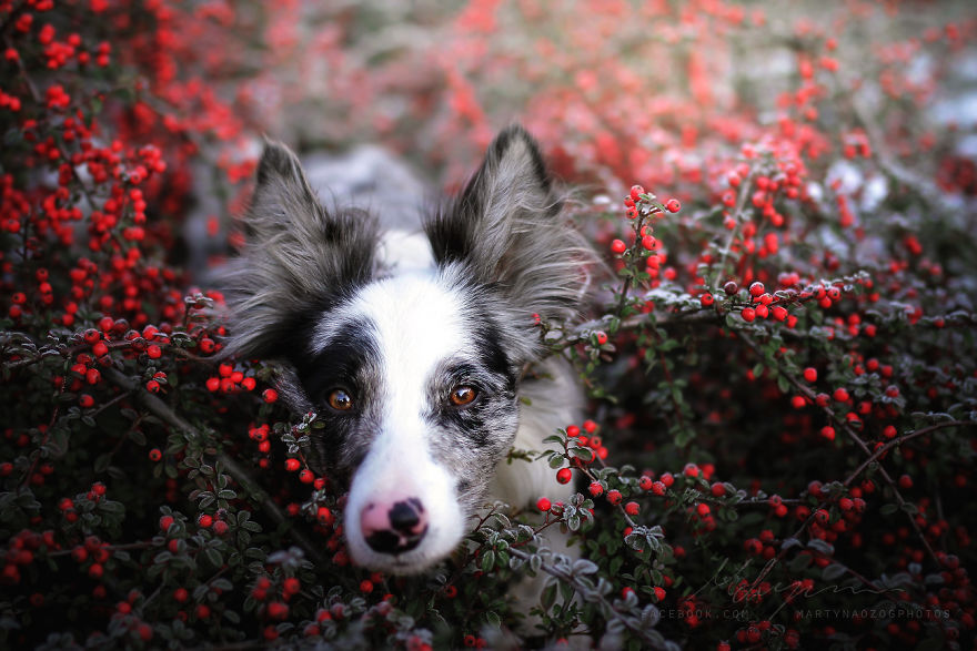 My Dog Has A Babyface, And That Is Too Cute! My Dog Has A Babyface, And That Is Too Cute!