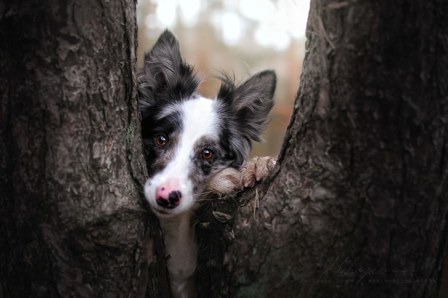 My Dog Has A Babyface, And That Is Too Cute! My Dog Has A Babyface, And That Is Too Cute!