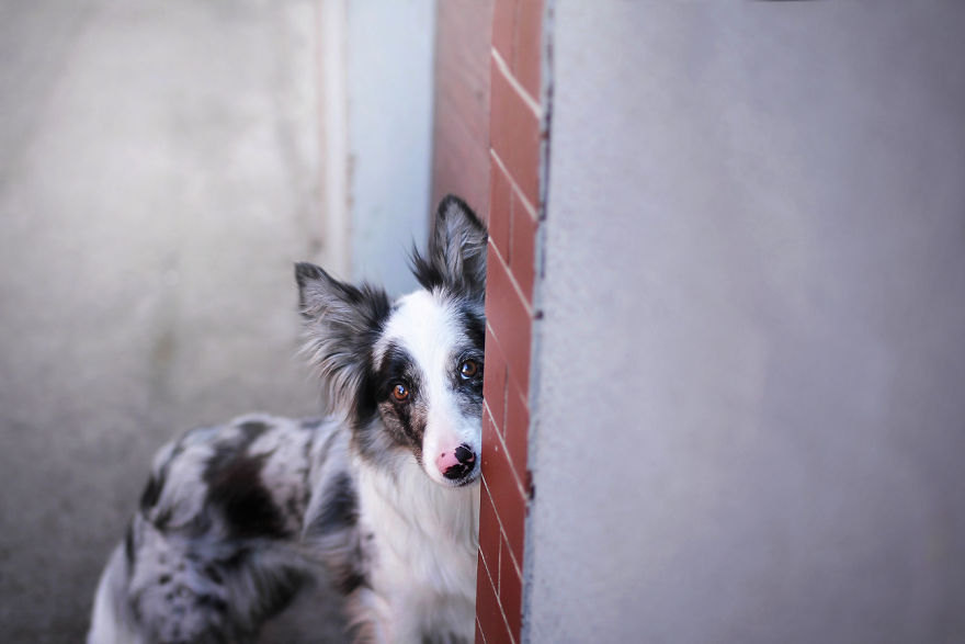 My Dog Has A Babyface, And That Is Too Cute! My Dog Has A Babyface, And That Is Too Cute!