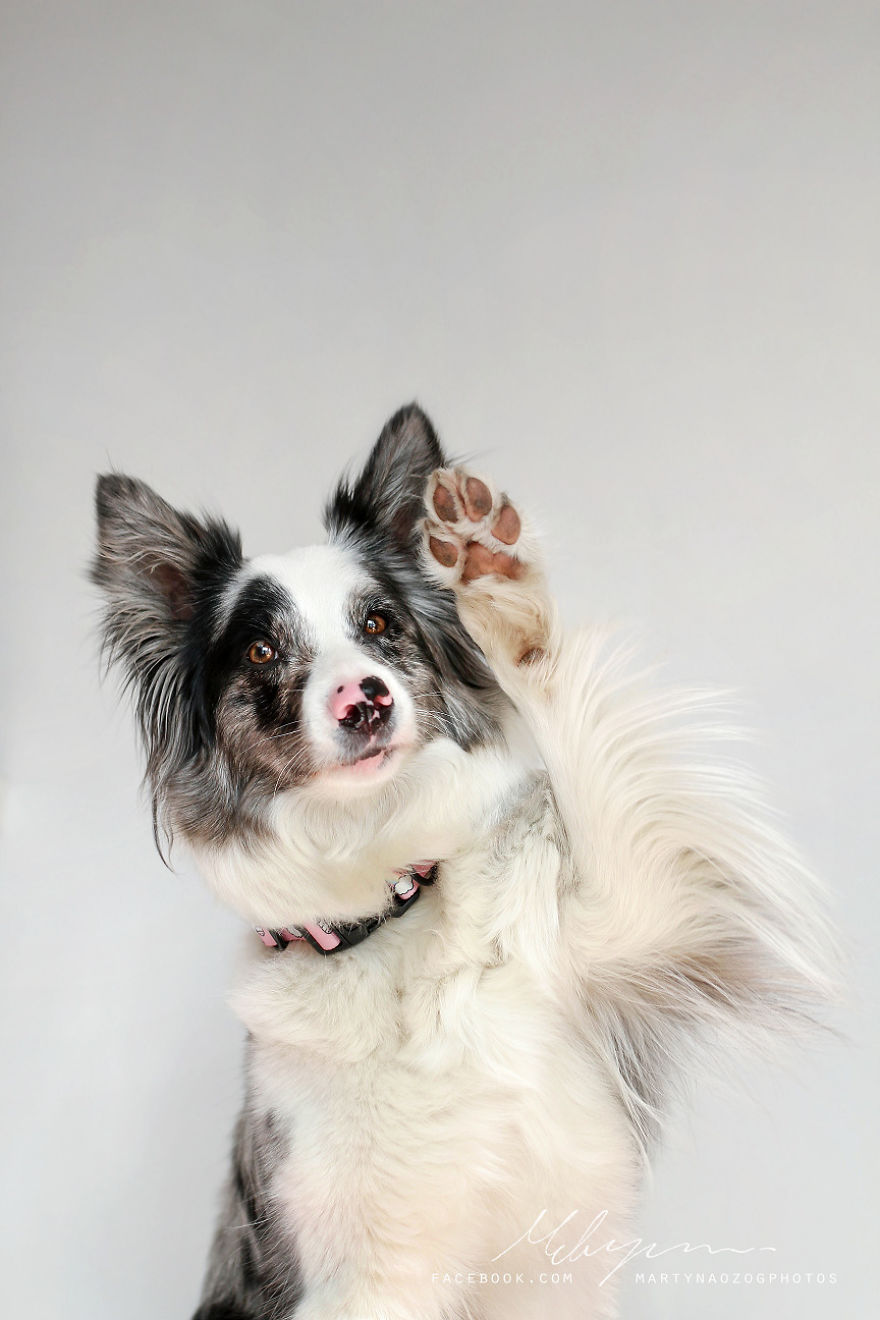 My Dog Has A Babyface, And That Is Too Cute! My Dog Has A Babyface, And That Is Too Cute!