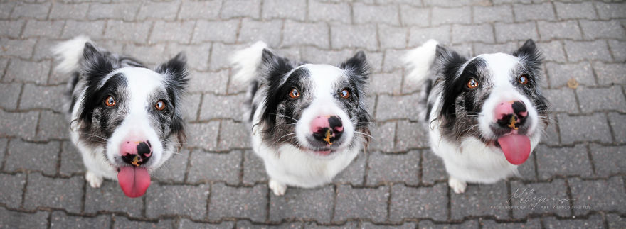 My Dog Has A Babyface, And That Is Too Cute! My Dog Has A Babyface, And That Is Too Cute!