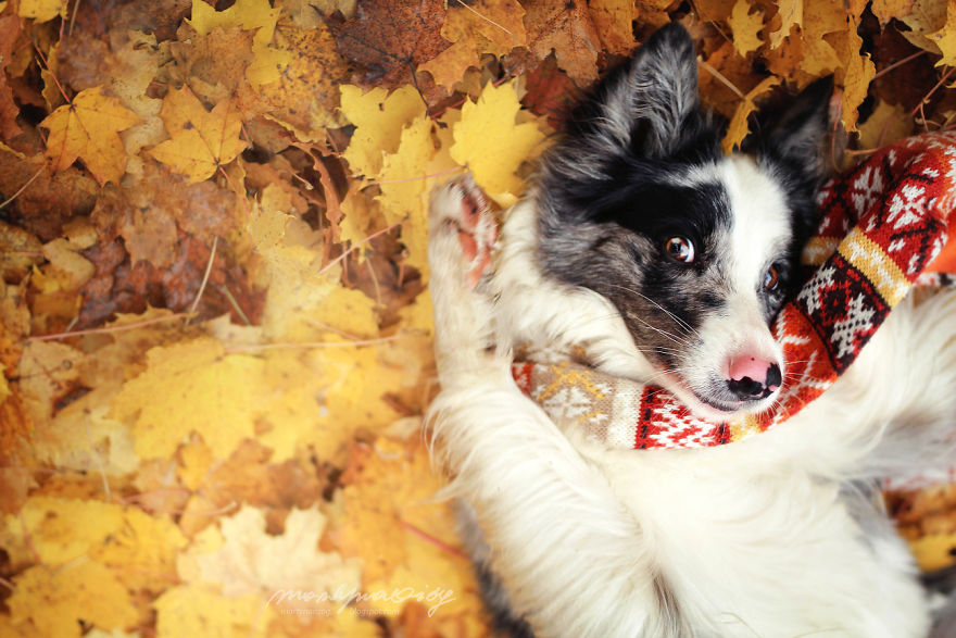 My Dog Has A Babyface, And That Is Too Cute! My Dog Has A Babyface, And That Is Too Cute!