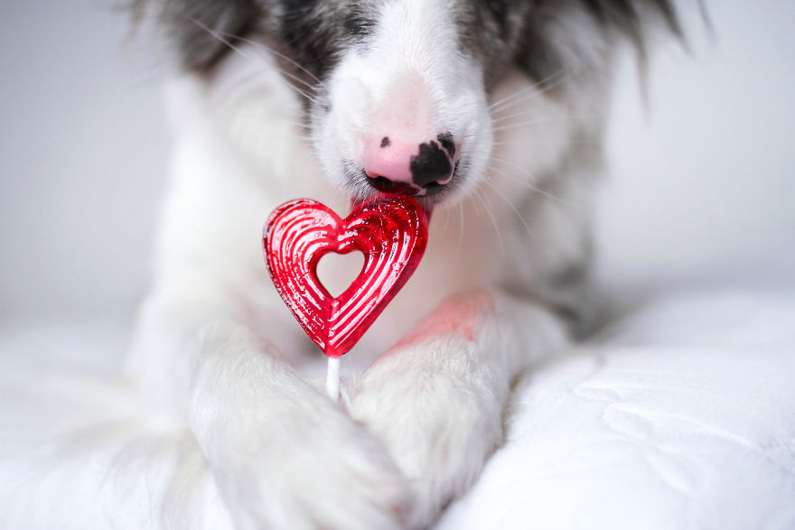 My Dog Has A Babyface, And That Is Too Cute! My Dog Has A Babyface, And That Is Too Cute!