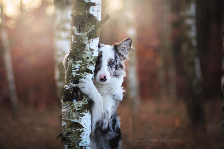 My Dog Has A Babyface, And That Is Too Cute! My Dog Has A Babyface, And That Is Too Cute!