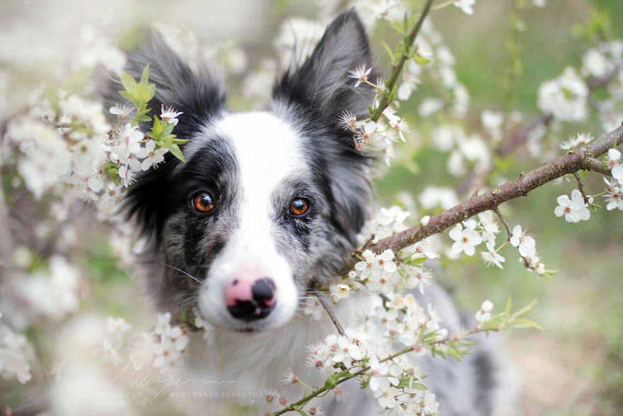 My Dog Has A Babyface, And That Is Too Cute! My Dog Has A Babyface, And That Is Too Cute!