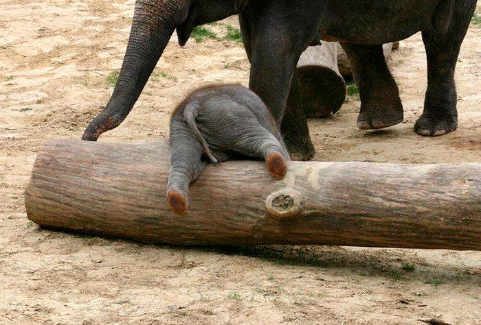31 Baby Elephant Photos To Instantly Brighten Up Your Day 31 Baby Elephant Photos To Instantly Brighten Up Your Day