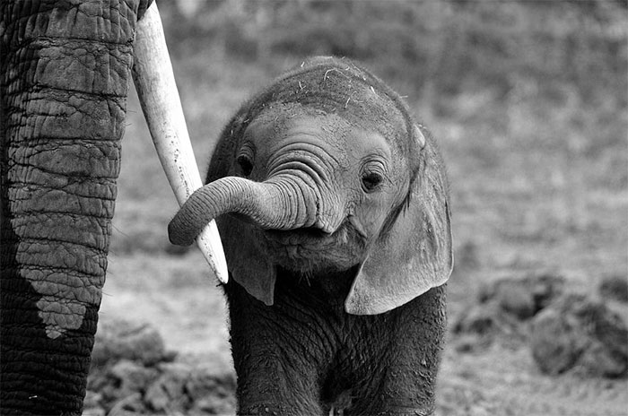 31 Baby Elephant Photos To Instantly Brighten Up Your Day 31 Baby Elephant Photos To Instantly Brighten Up Your Day