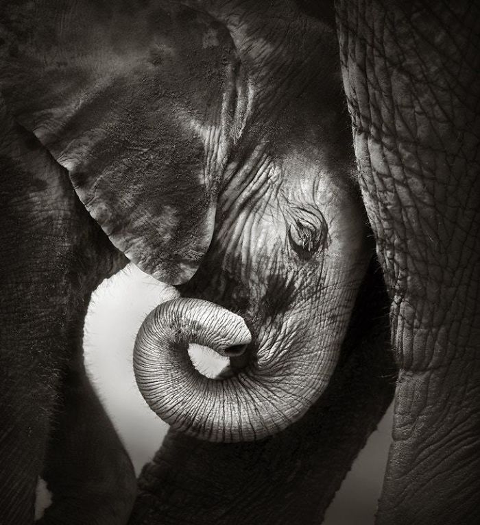 31 Baby Elephant Photos To Instantly Brighten Up Your Day 31 Baby Elephant Photos To Instantly Brighten Up Your Day