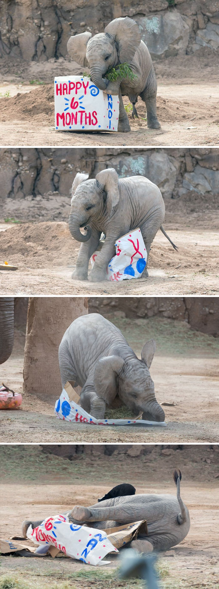 31 Baby Elephant Photos To Instantly Brighten Up Your Day 31 Baby Elephant Photos To Instantly Brighten Up Your Day