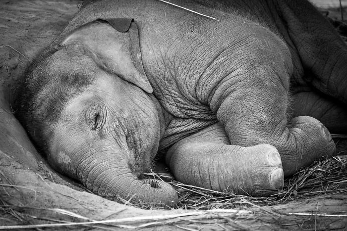 31 Baby Elephant Photos To Instantly Brighten Up Your Day 31 Baby Elephant Photos To Instantly Brighten Up Your Day