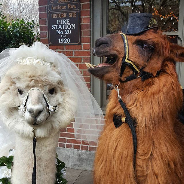 People Who Hate Humans Now Can Invite Llamas In Bowties To Their Weddings Instead