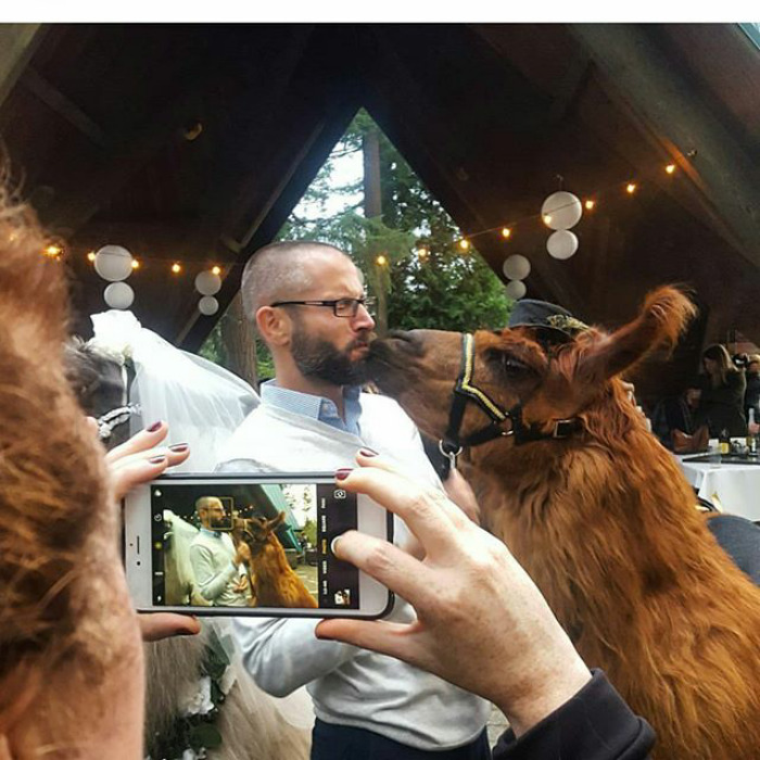 People Who Hate Humans Now Can Invite Llamas In Bowties To Their Weddings Instead