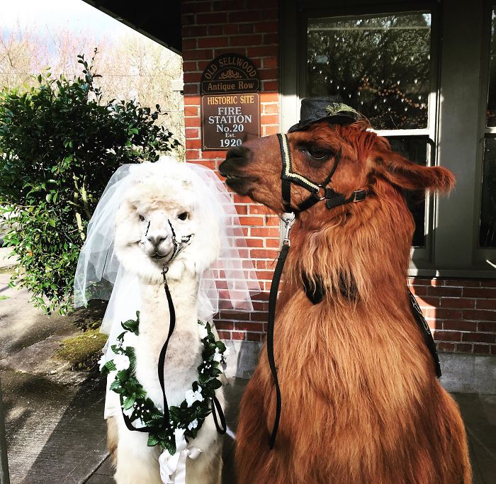 People Who Hate Humans Now Can Invite Llamas In Bowties To Their Weddings Instead
